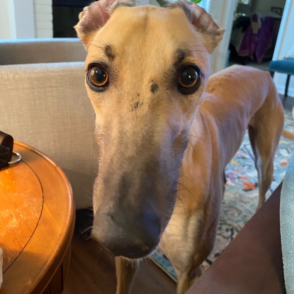 Meet your Posher, Clare aka QuirkyThrifter - Picture 5 of 7